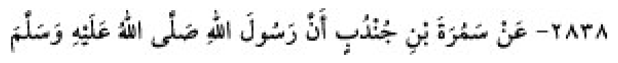 Sünen-i Ebû Dâvûd Arabic hadith text
