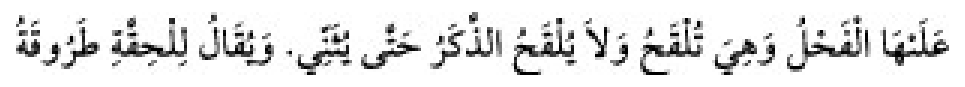 Texto árabe del hadiz de Sunan Abū Dāwūd