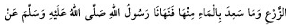 Texto árabe del hadiz de Sunan Abū Dāwūd